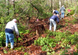 Creating a new trail at a Northern CT Land Trust property.