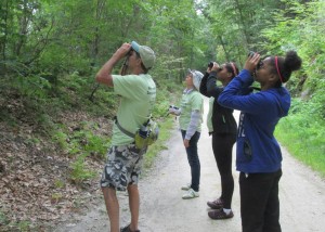 Vernon Greenways Volunteers search for invasive beetles.